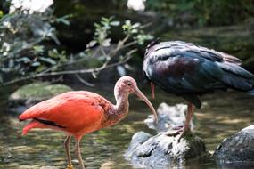 Ibis Bird Animal