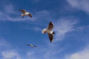 wild Birds on sky
