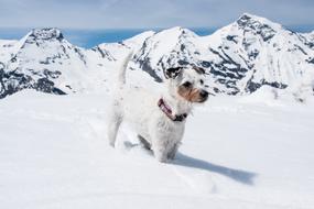 Dog Snow Mountains Deep