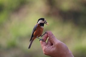 Varied Tit Bird Nature