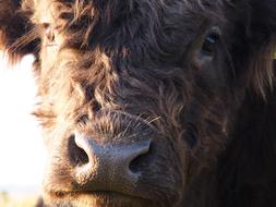 Beef Cow Highland
