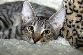 Cat Domestic Pet