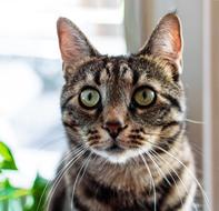 Cat Eyes Cat-Eyes