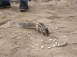Animal Squirrel Hunger