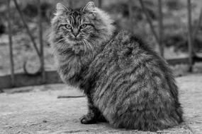 Cat Black And White Animal