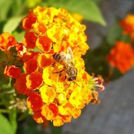 Bee Insect on flowers in the garden
