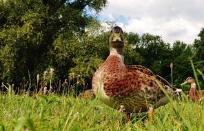 Mallard Duck Low Angle Shot
