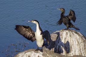 Shag Bird Wings