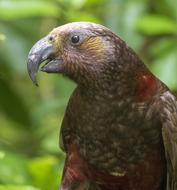 Parrot Native New Zealand