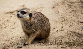 Meerkat Mammal Animal