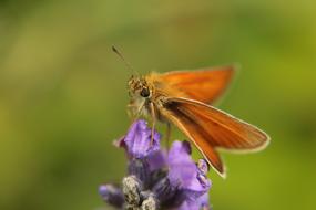 Butterfly Spring Insect