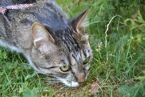 Cat Hunting Lurking