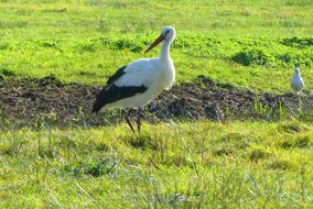 Stork Grass Meadow