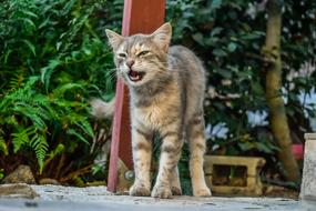 Cat Stray macro blur