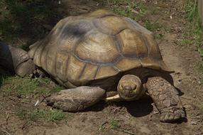 Tortoise Zoo Giant