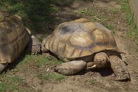 two large turtles on land