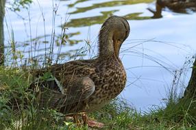 a duck brushing its feathers by the lake