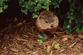 groundhog animal rodent nature