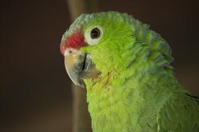 green parrot with a red nose