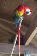 Parrot Macaw Red