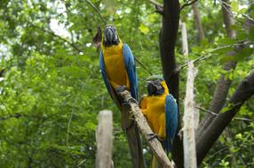 Parrot Macaw Blue