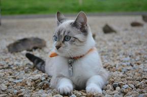 Cat Kitten Female