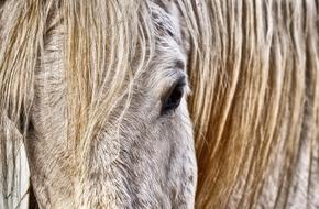 Mold Horse White