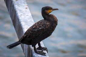 Cormorant Bird Water