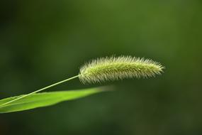 Garden Spring Insect