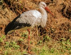 Bird Stork Plumage