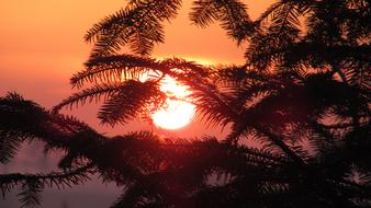 Tree Sunset Sun