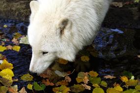 Wolf Wilderness Wild