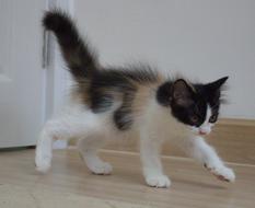 Cat Black Curious