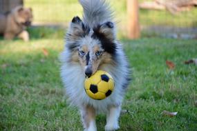dog carrying the yellow ball