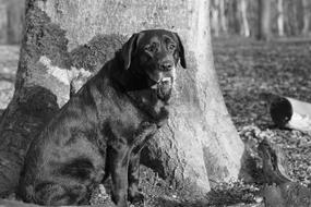 Labrador Black Senior