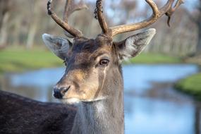 Deer Fallow
