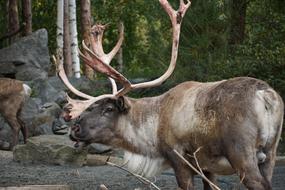 Zoo Reindeer Animal World