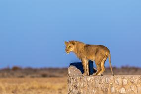 Lion Males Young
