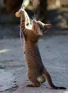 Cat Small Play