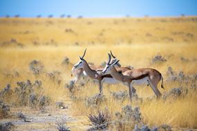 Springbok Antelope Africa