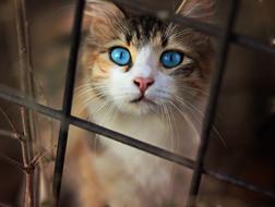 Cat Nice Blue Eyes