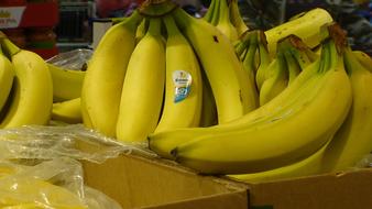 Tasty juicy yellow bananas
