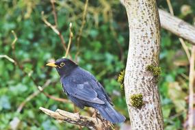 Blackbird Bird Songbird
