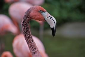 Flamingos Bird Pink