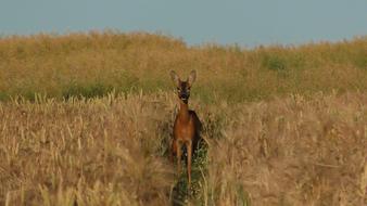 Roe Deer In The Cornfield