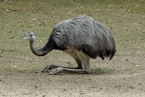 Rhea Bird Flightless