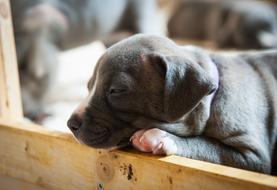 Dog Doggy Style Puppy
