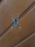 Spider Arachnid Insect