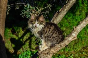 Cat Stray Tree