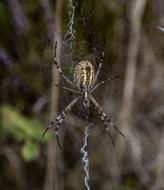 Cobweb Spider Insect